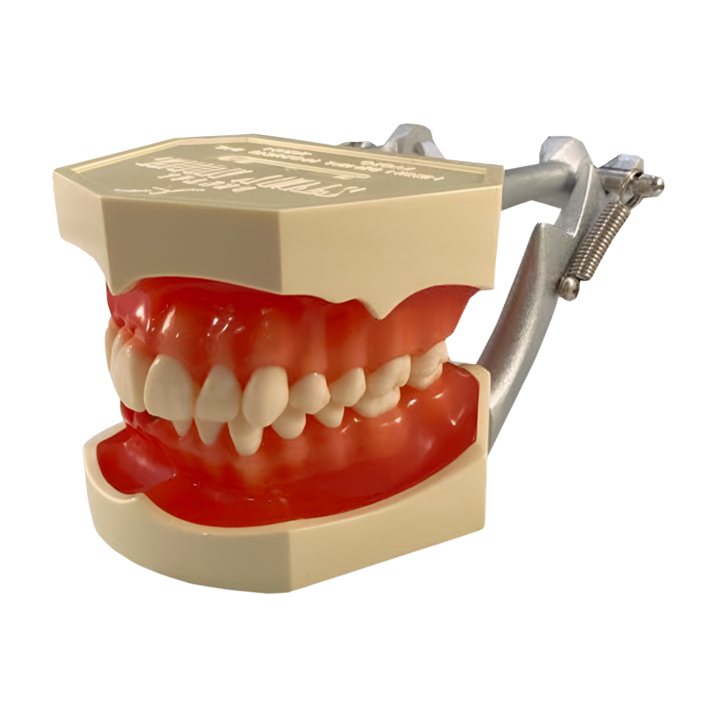 P2D-001 periodontal hard-tissue model, inflamed tissue and recession side