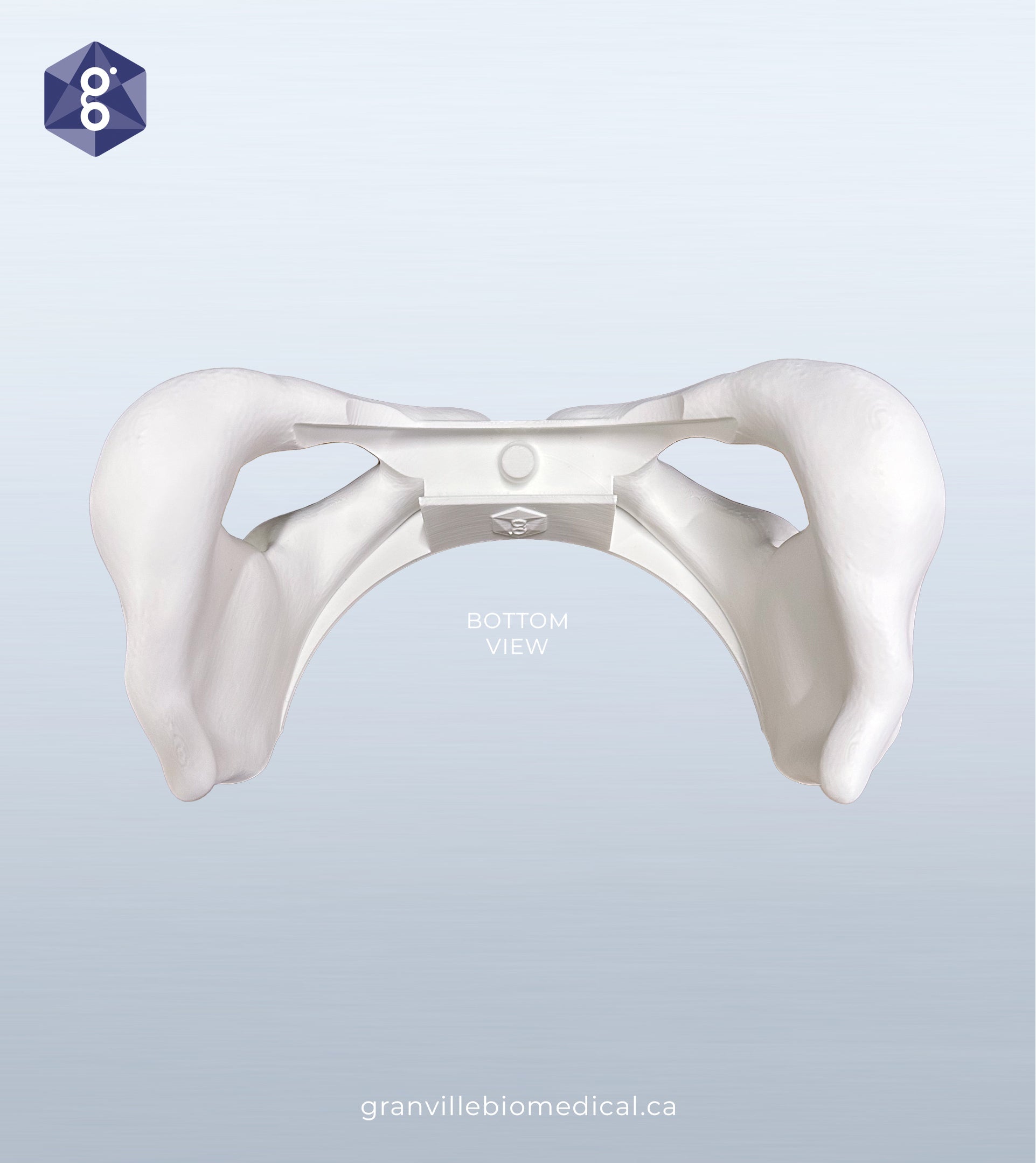 Lily pelvic bone component, bottom view