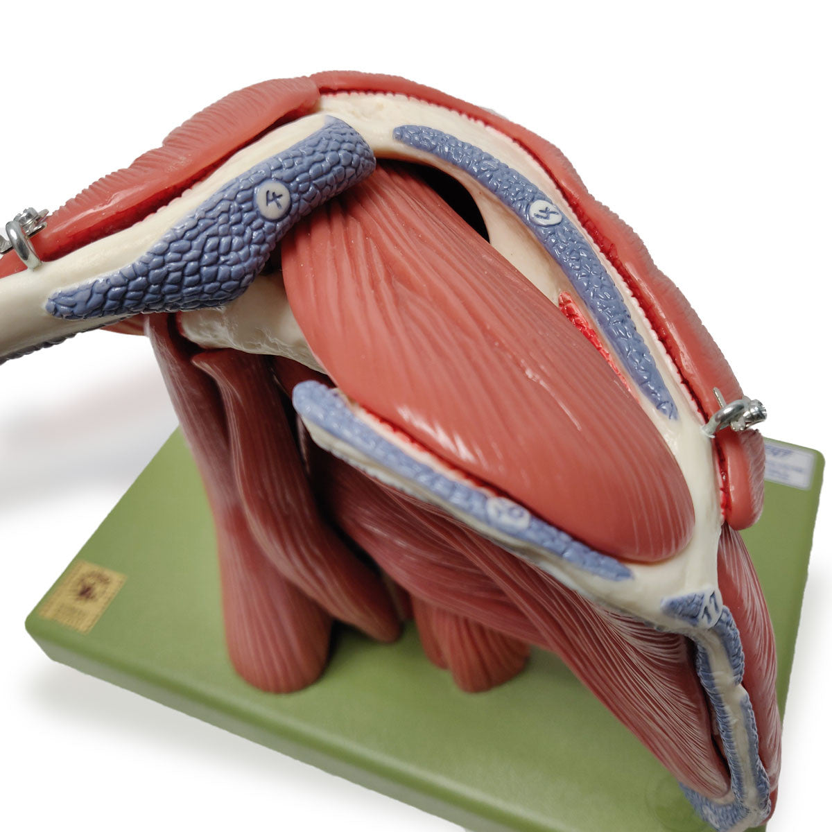 Demonstration Model of the Shoulder Muscles | Somso Qs 55/6 | Candent