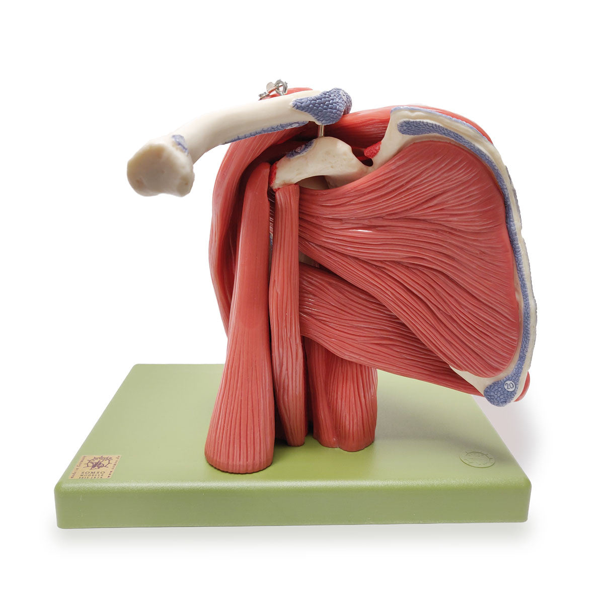 Demonstration Model of the Shoulder Muscles | Somso Qs 55/6 | Candent