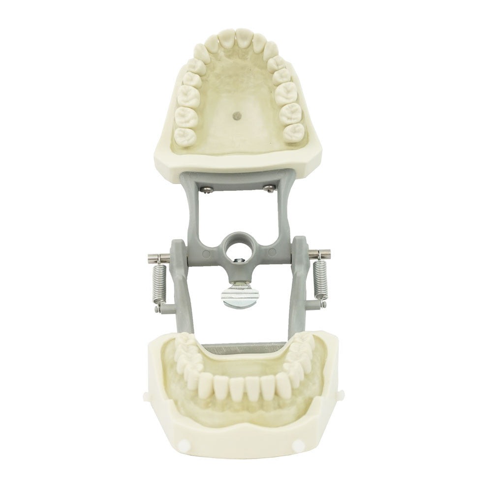 Columbia Dentoform 32 Tooth Dentoform with soft Clear Gingiva, 860 Series