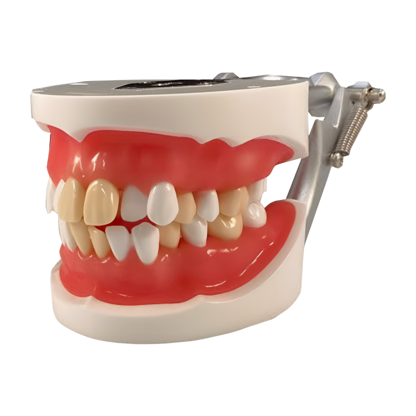 SUG2004 – Tooth Extraction - Kilgore / Nissin SUG2004