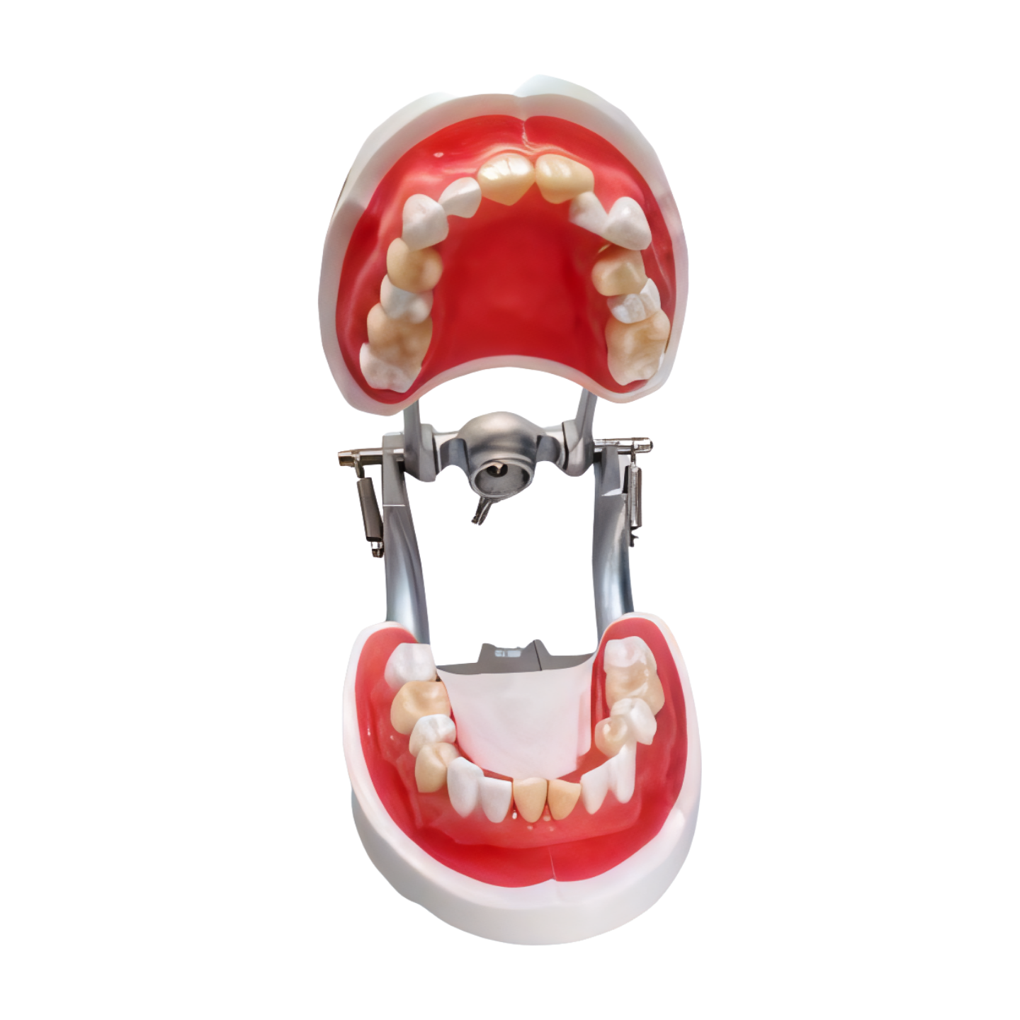 SUG2004 – Tooth Extraction - Kilgore / Nissin SUG2004, view 2