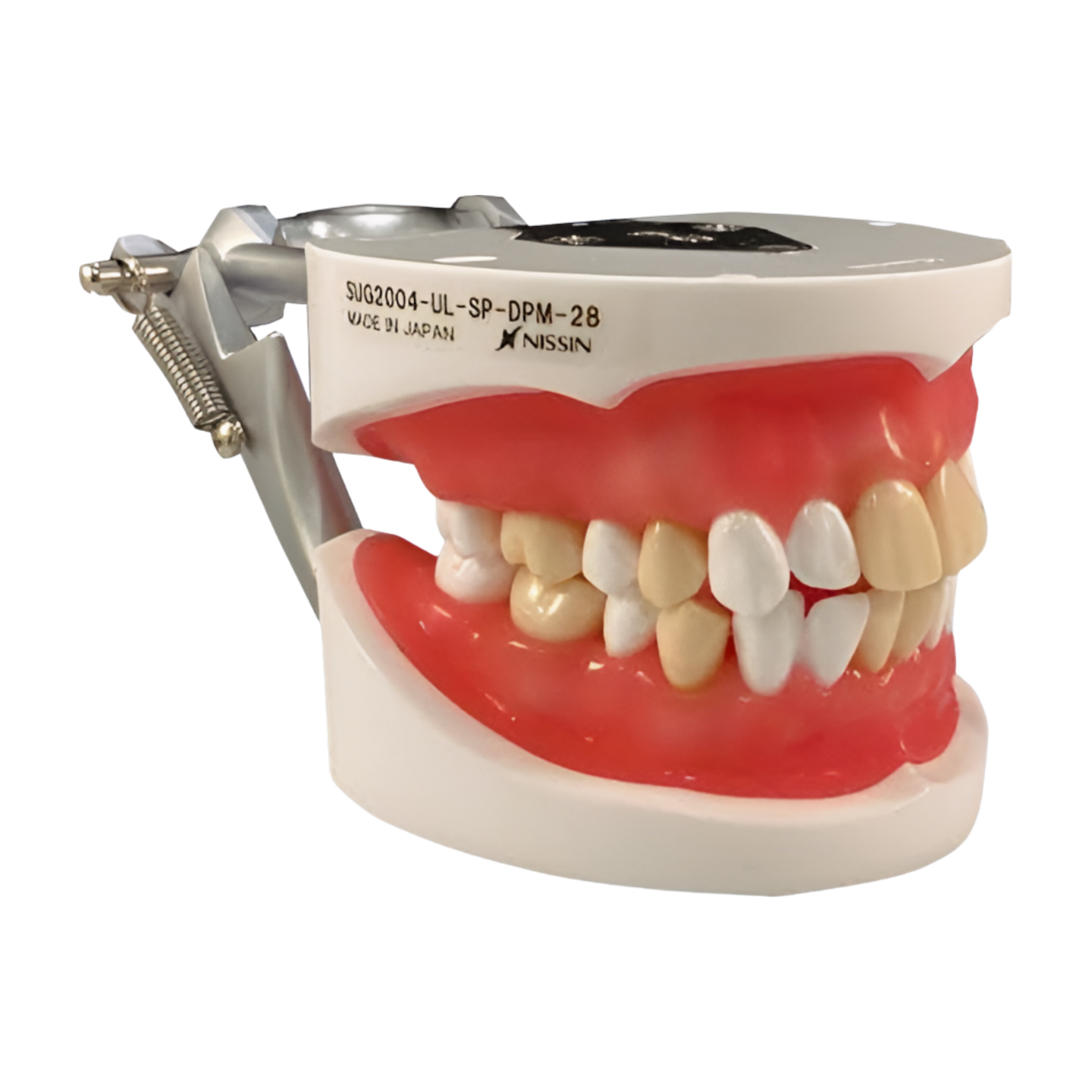 SUG2004 – Tooth Extraction - Kilgore / Nissin SUG2004, view 5