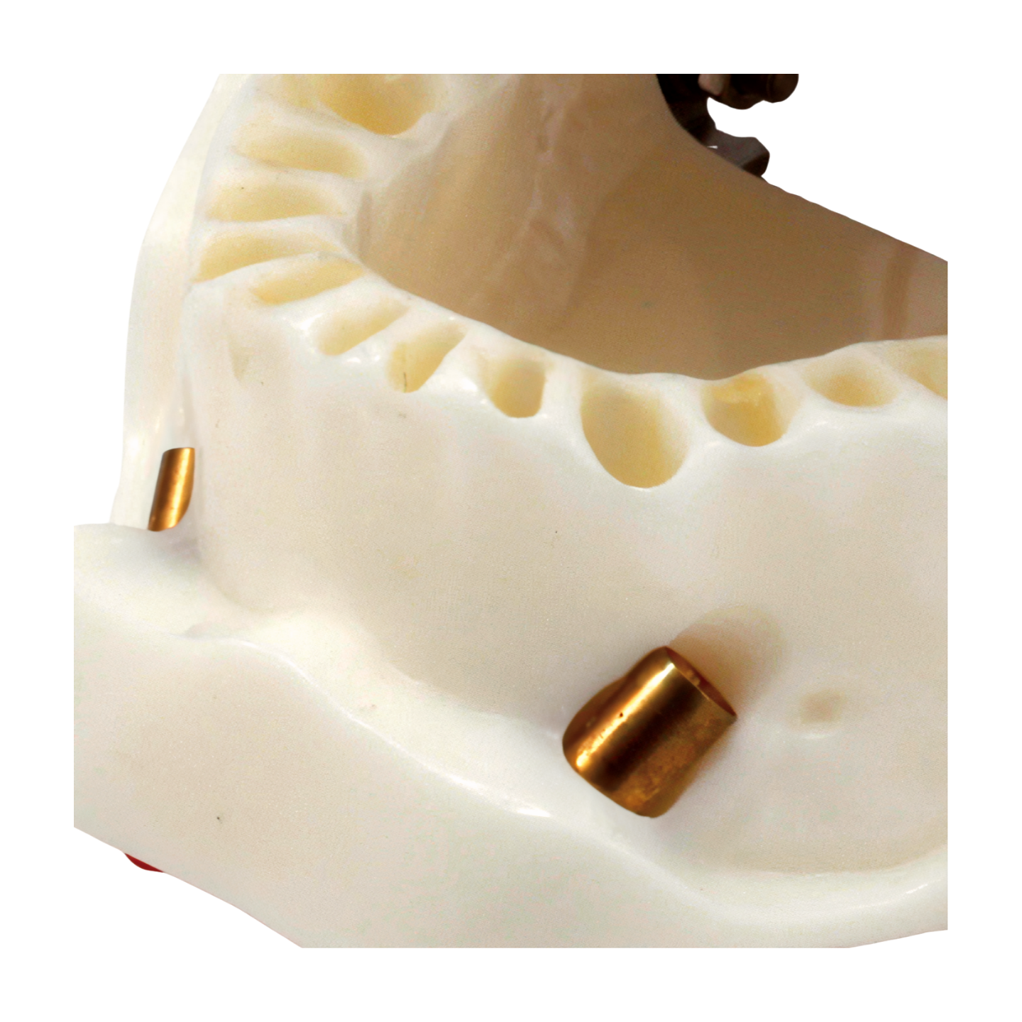 Anesthesia Manikin (Full System)