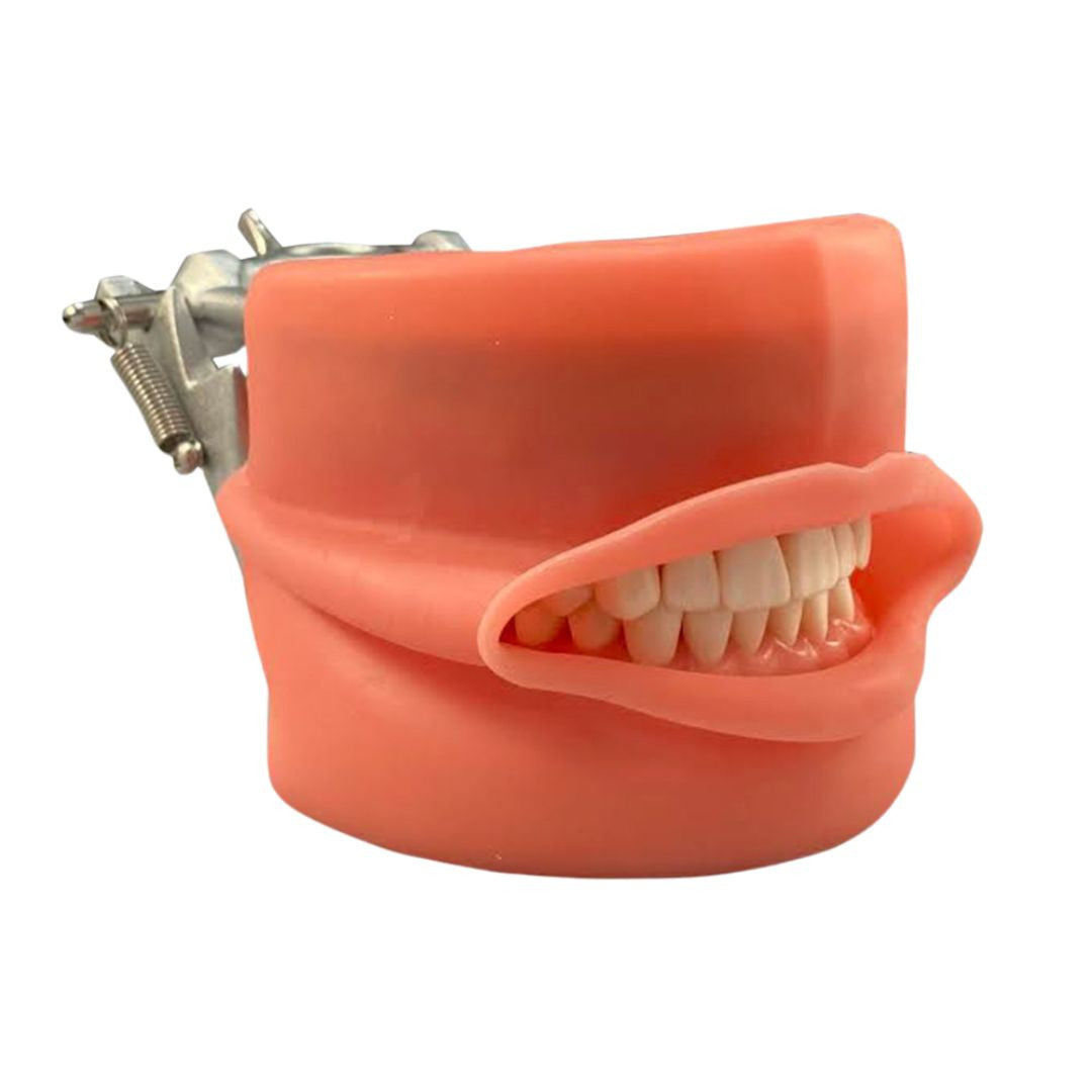 Typodont model with oral cavity cover