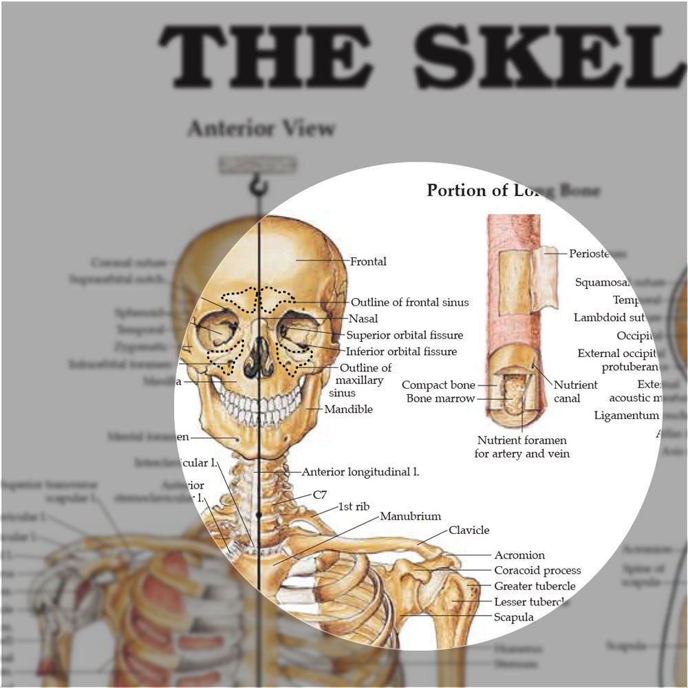 The Skeletal System anatomical chart - skull detail