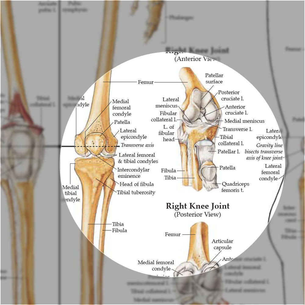 The Skeletal System anatomical chart - joint detail