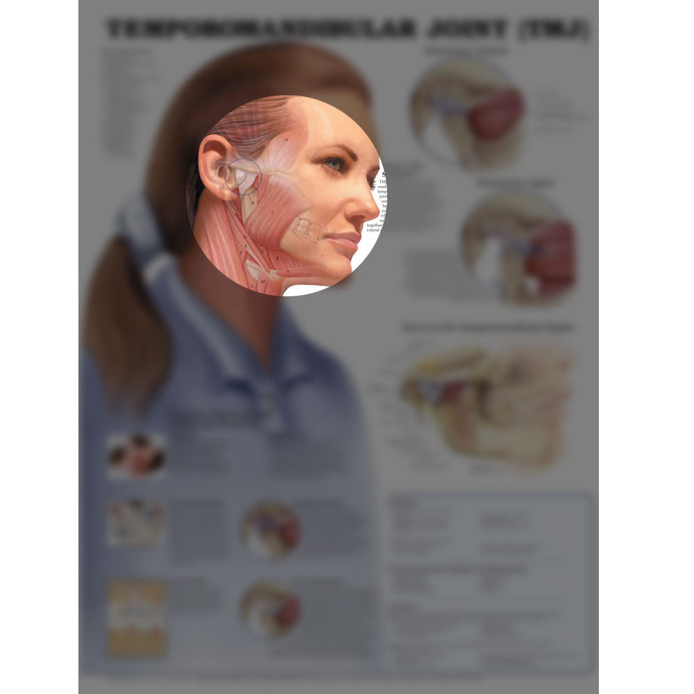 Temporomandibular Joint (TMJ) - highlight