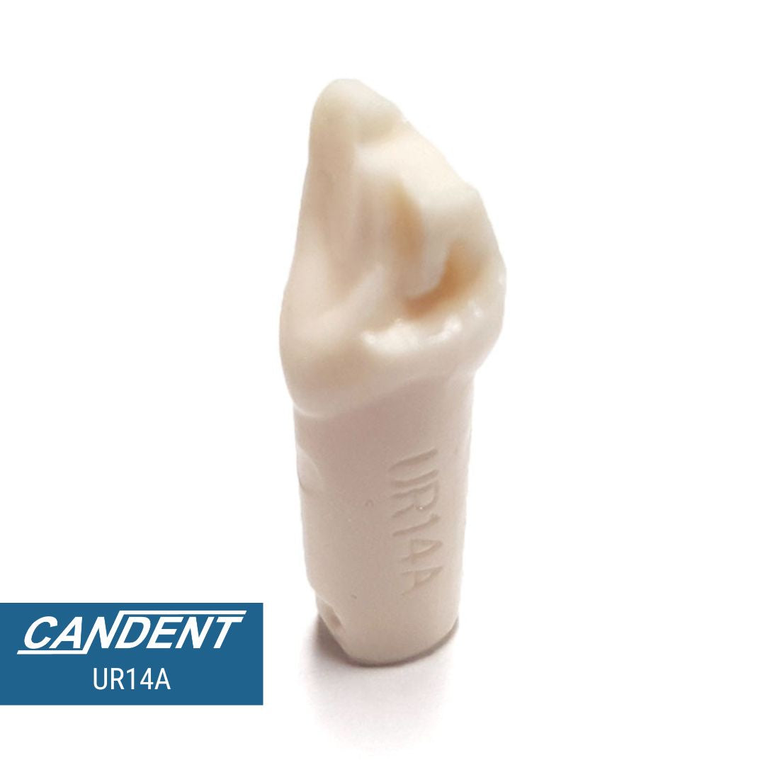 200 Series Pre-prepared Teeth