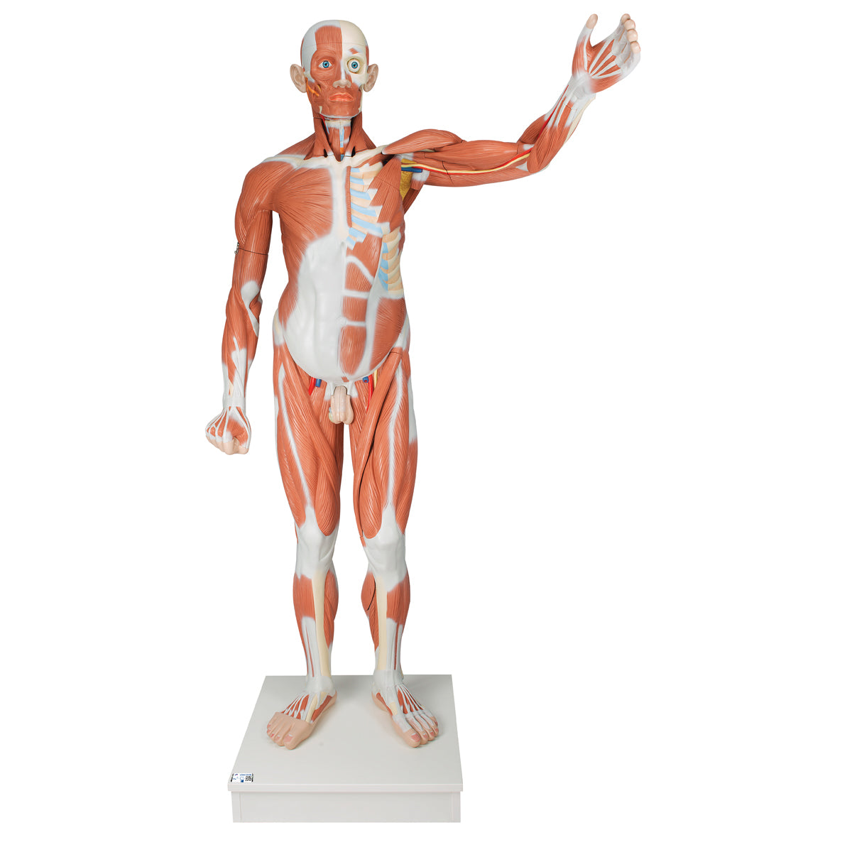 Life-Size Human Male Muscular Figure, 37 part - 3B Scientific VA01, view 8