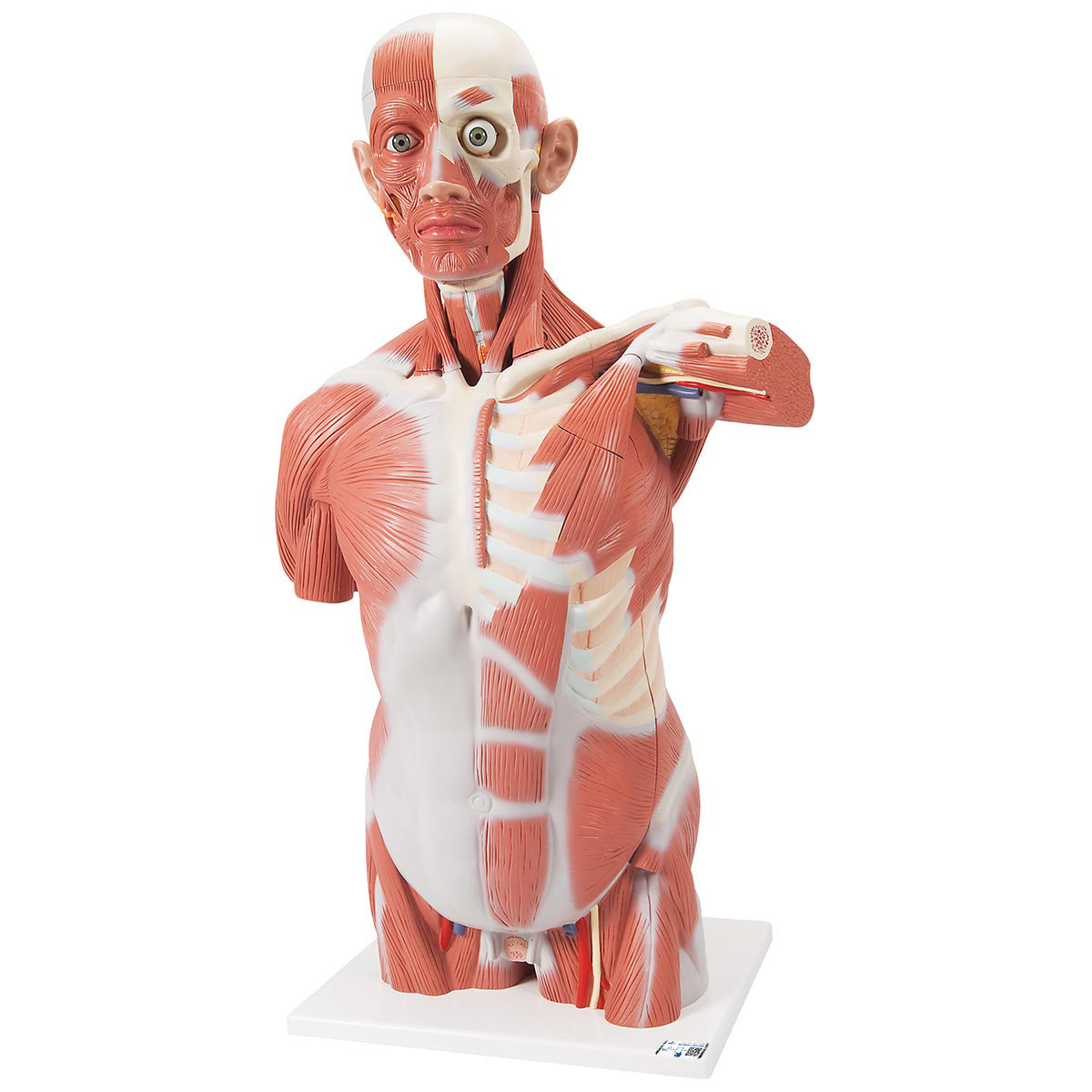 Life-size Male Muscular Figure, 27 parts | 3B Scientific VA16