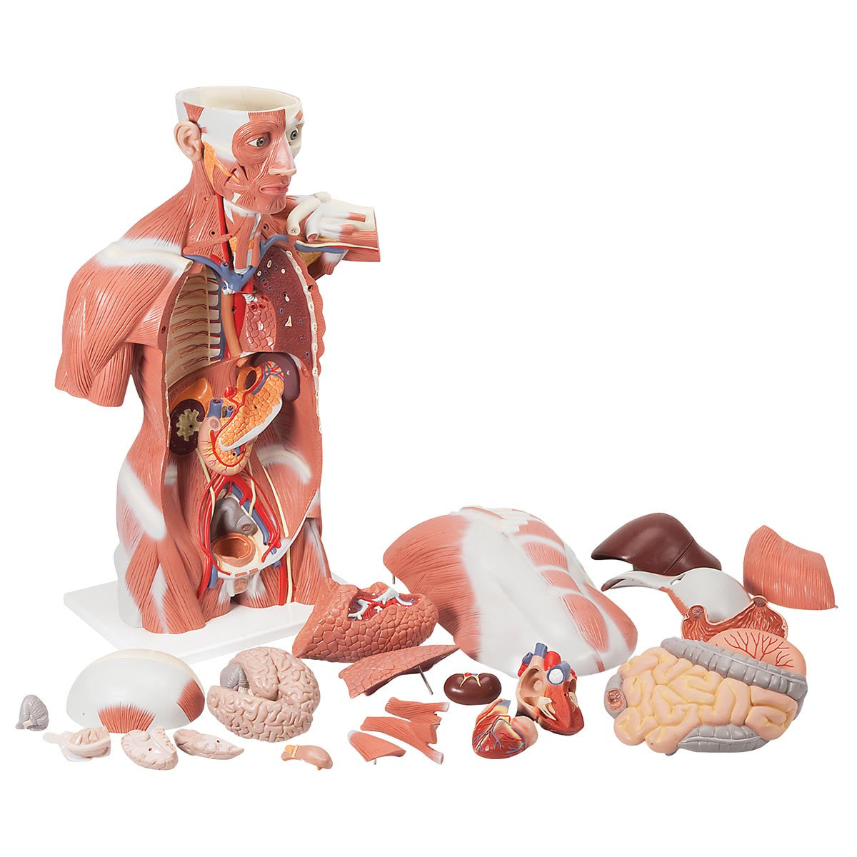 Life-size Male Muscular Figure, 27 parts | 3B Scientific VA16
