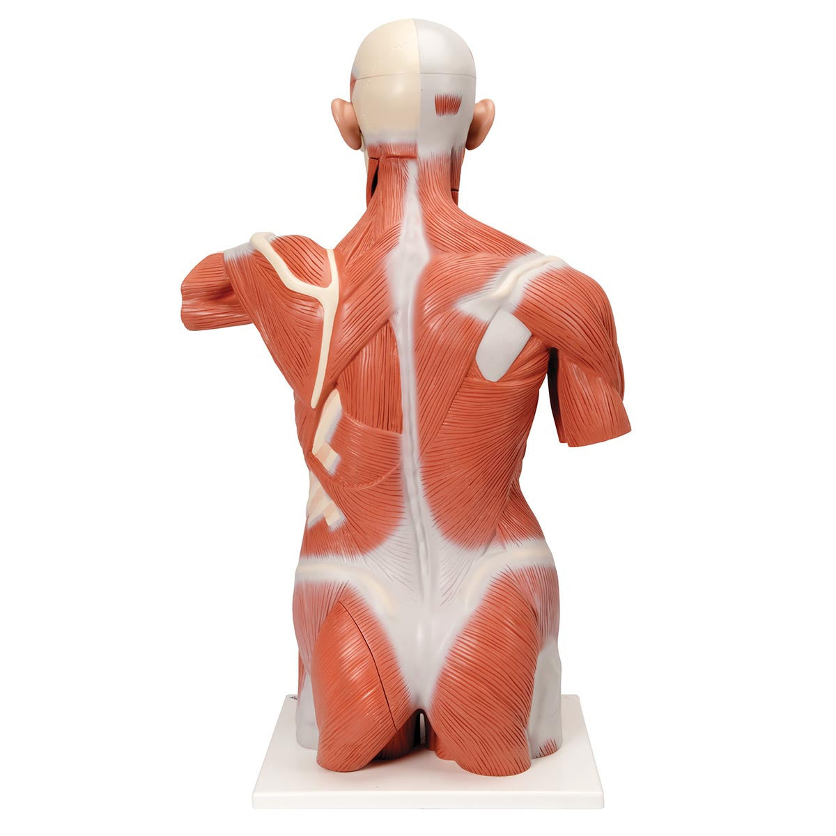 Life-size Male Muscular Figure, 27 parts | 3B Scientific VA16