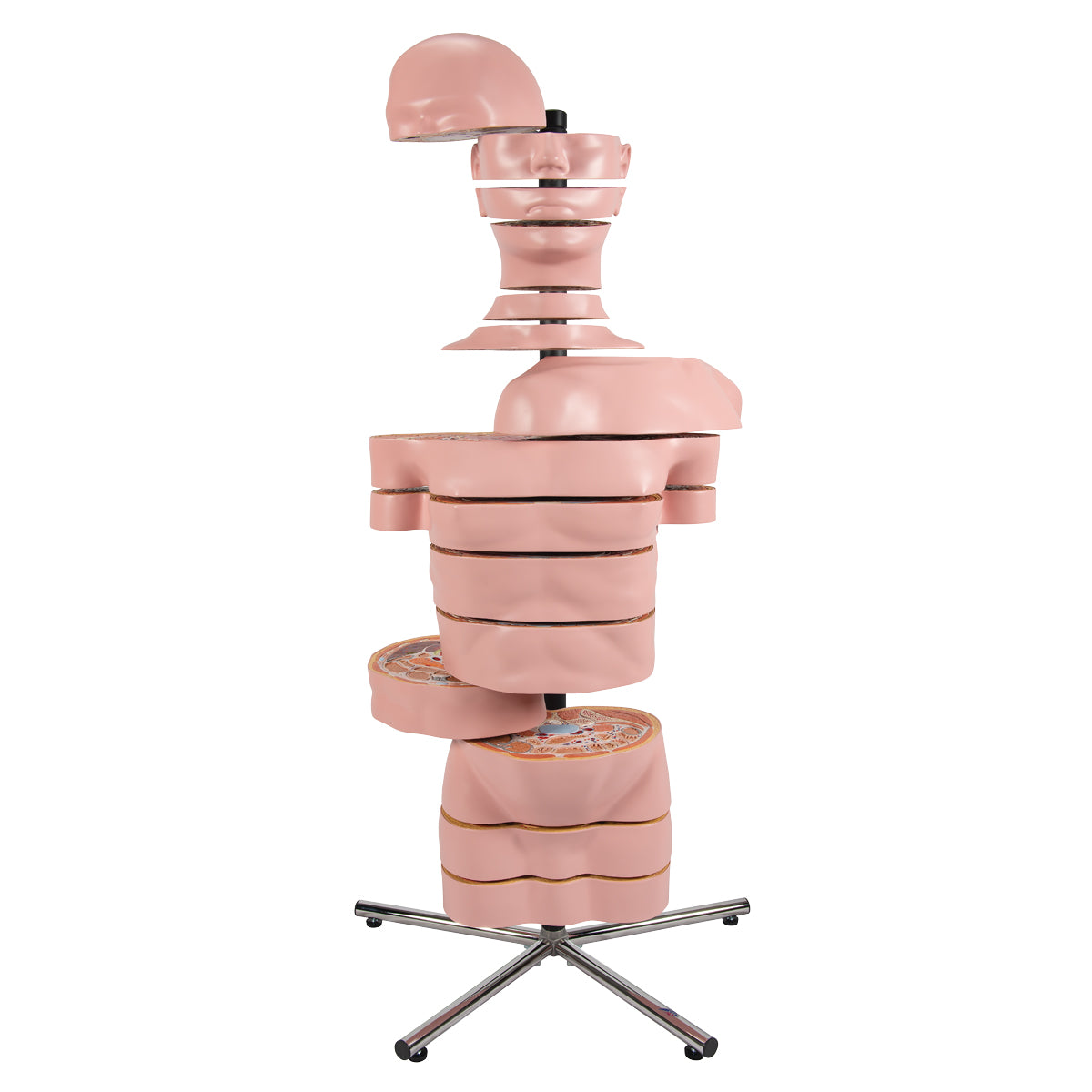 MRI Torso Model with 15 Transverse Sections - 3B Scientific VA20, view 14