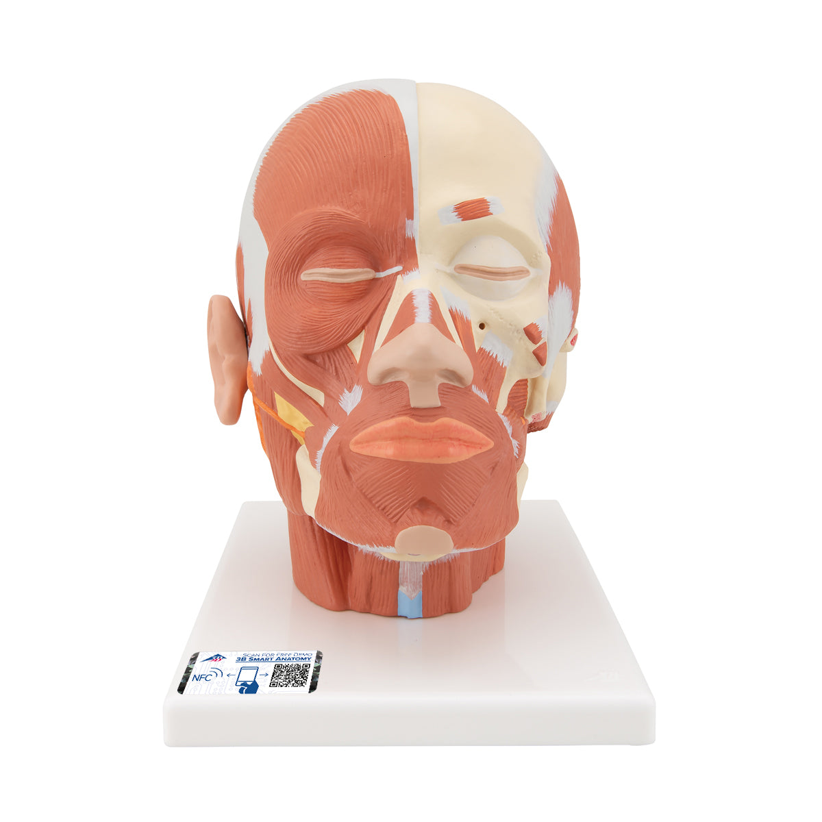 Head Musculature
