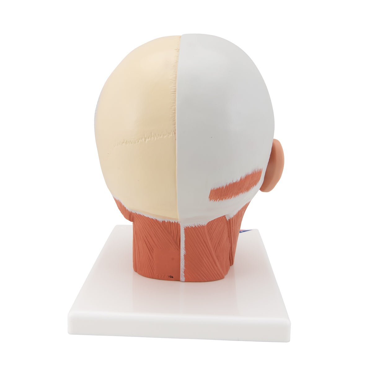 Head Musculature - 3B Scientific VB127, view 10