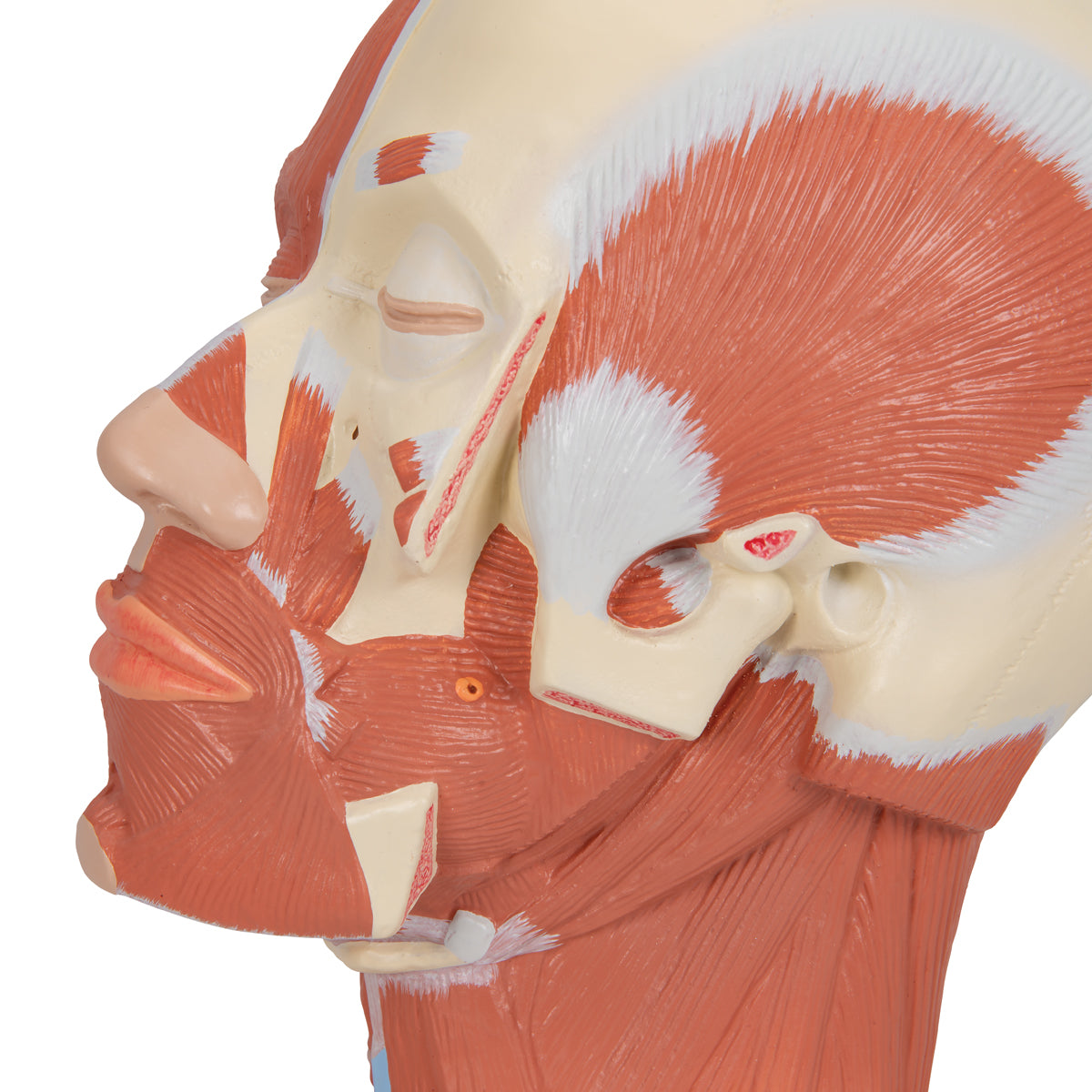 Head Musculature - 3B Scientific VB127, view 13