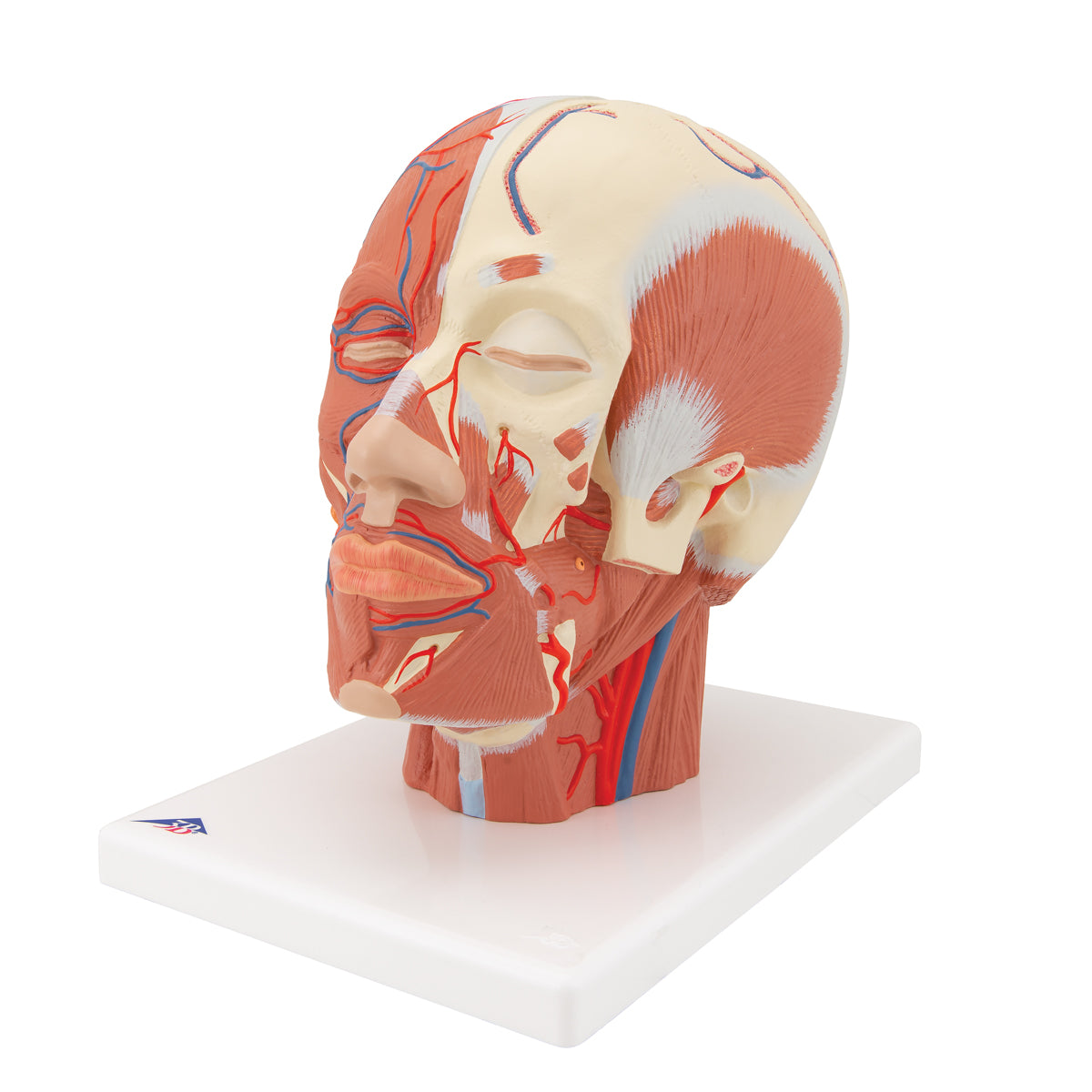 Head Musculature Model with Blood Vessels - 3B Scientific VB128, view 8