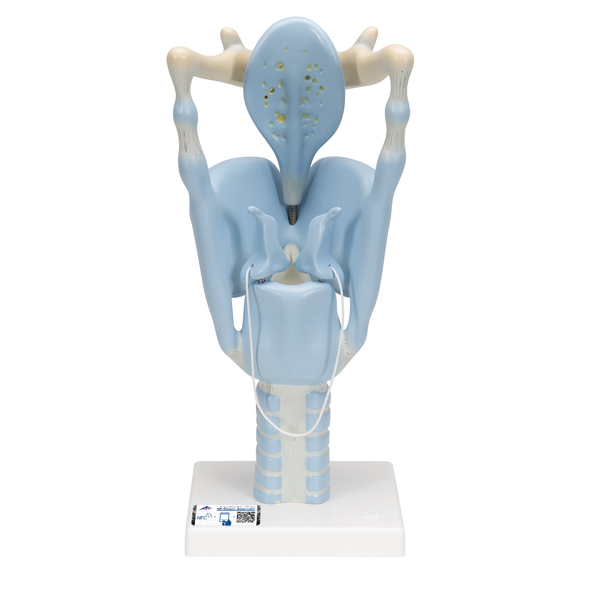 Functional Human Larynx Model, 3 times Full-Size - 3B Scientific VC219, view 8