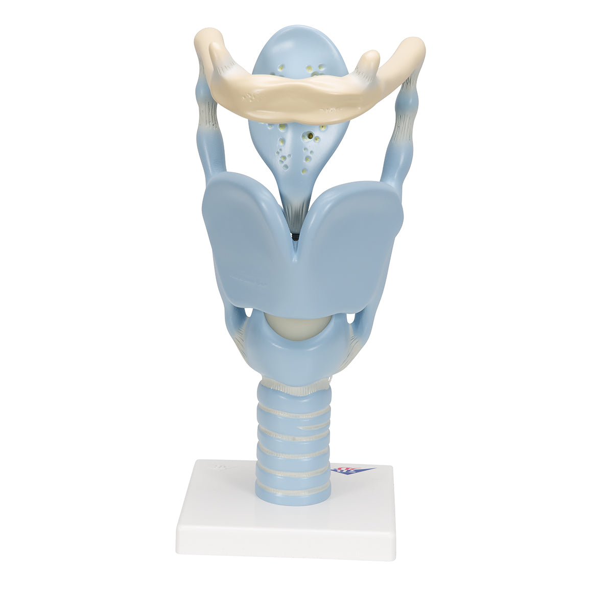 Functional Human Larynx Model, 3 times Full-Size - 3B Scientific VC219, view 11