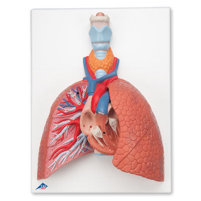 Lung Model with Larynx, 5 part