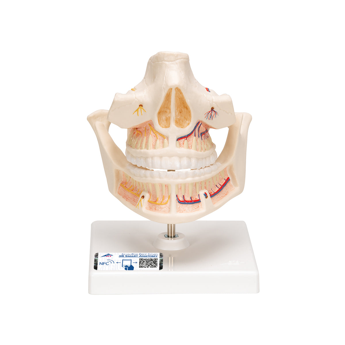 Adult Denture Model with Nerves and Roots VE281