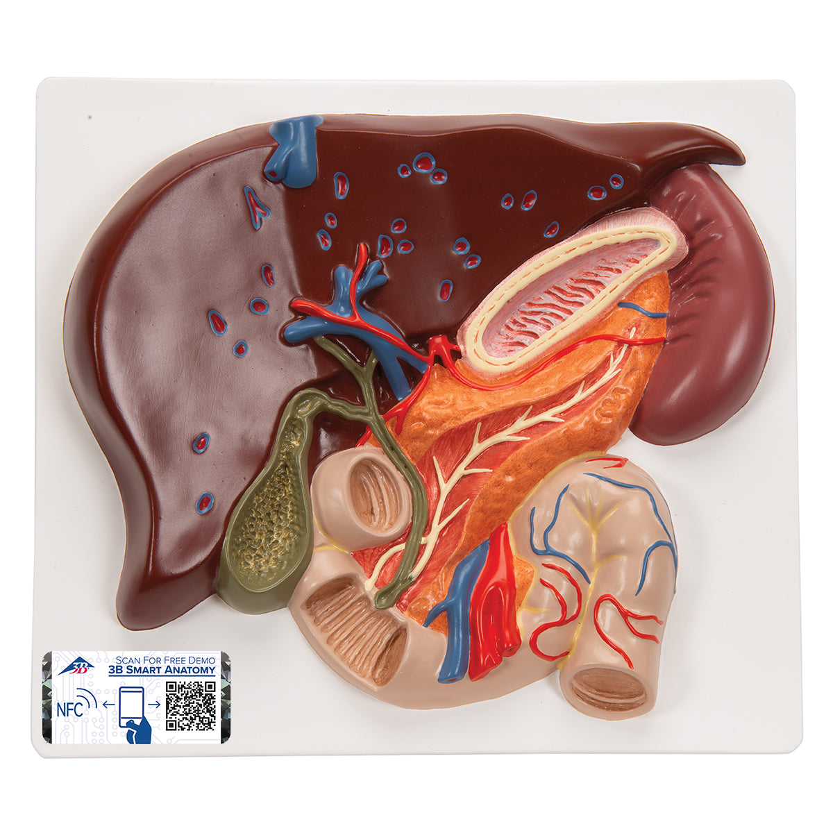 Liver Model with Gall Bladder, Pancreas & Duodenum - 3B Scientific VE315, view 3