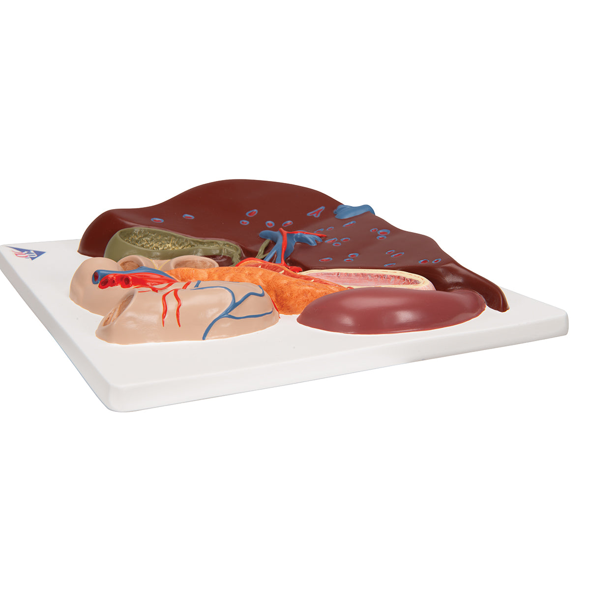 Liver Model with Gall Bladder, Pancreas & Duodenum - 3B Scientific VE315, view 4