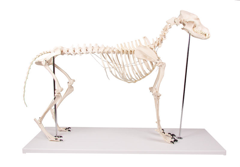 VET1700 Erler Zimmer Dog Skeleton Olaf
