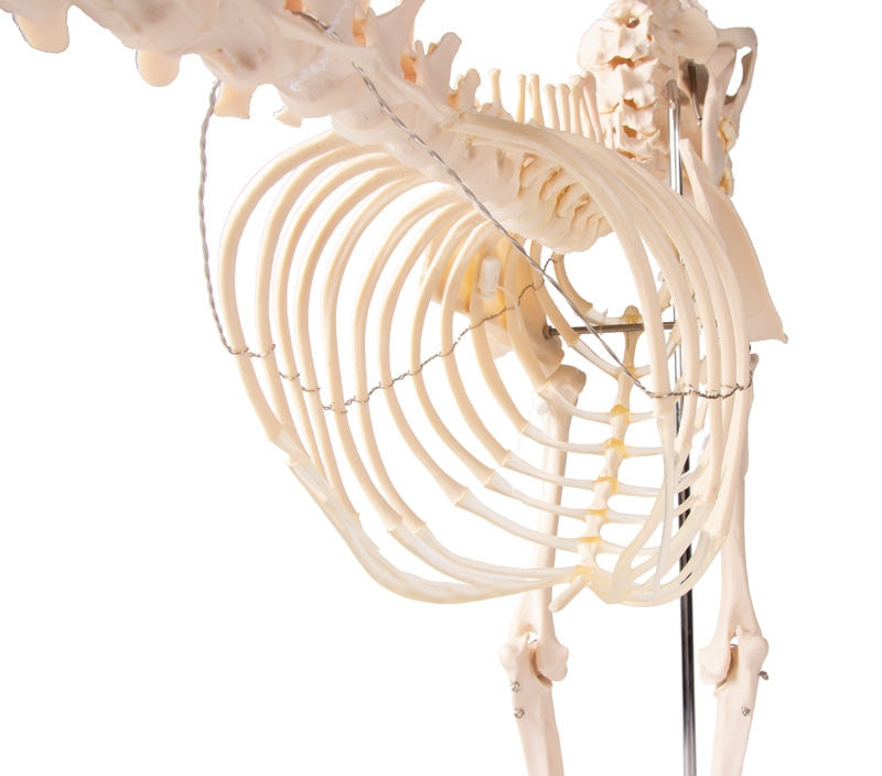 VET1700 Erler Zimmer Dog Skeleton Olaf