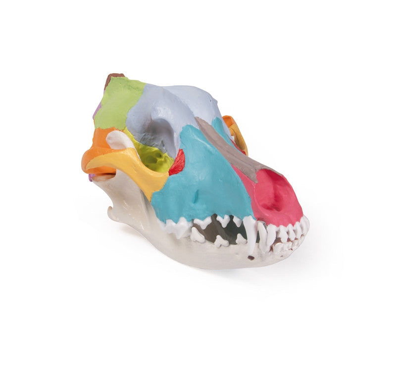 Dog skull with didactic painting | Erler Zimmer VET1708