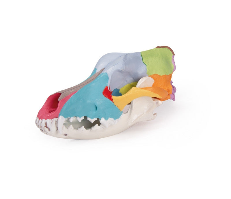 Dog skull with didactic painting | Erler Zimmer VET1708 - side view