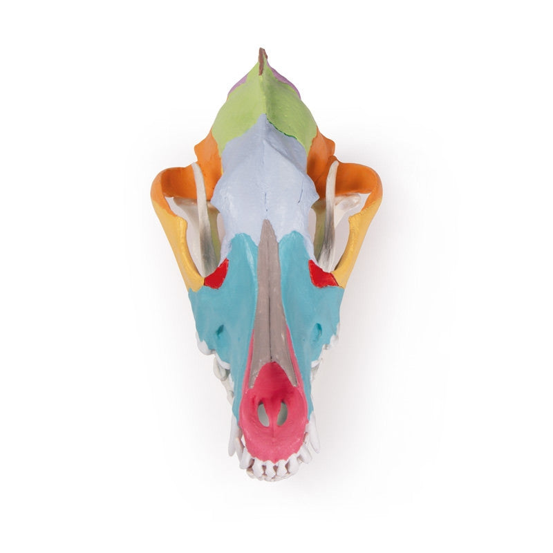 Dog skull with didactic painting | Erler Zimmer VET1708 - superior view