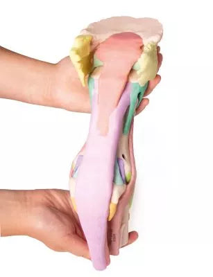 Foot of a horse as model - Model 1