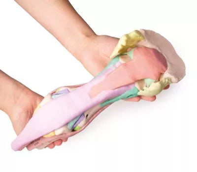 Foot of a horse as model - Model 1