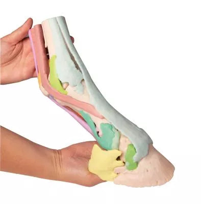 Foot of a horse as model - Model 1