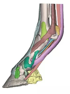 Foot of a horse as model - Model 3