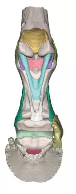 Foot of a horse as model - Model 4