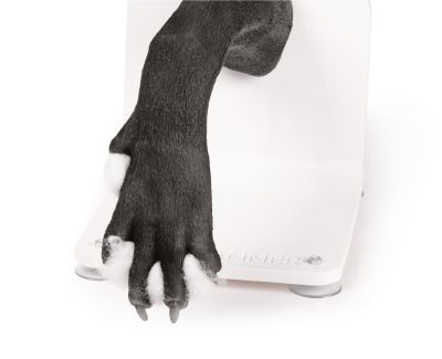 Bandage trainer canine paw