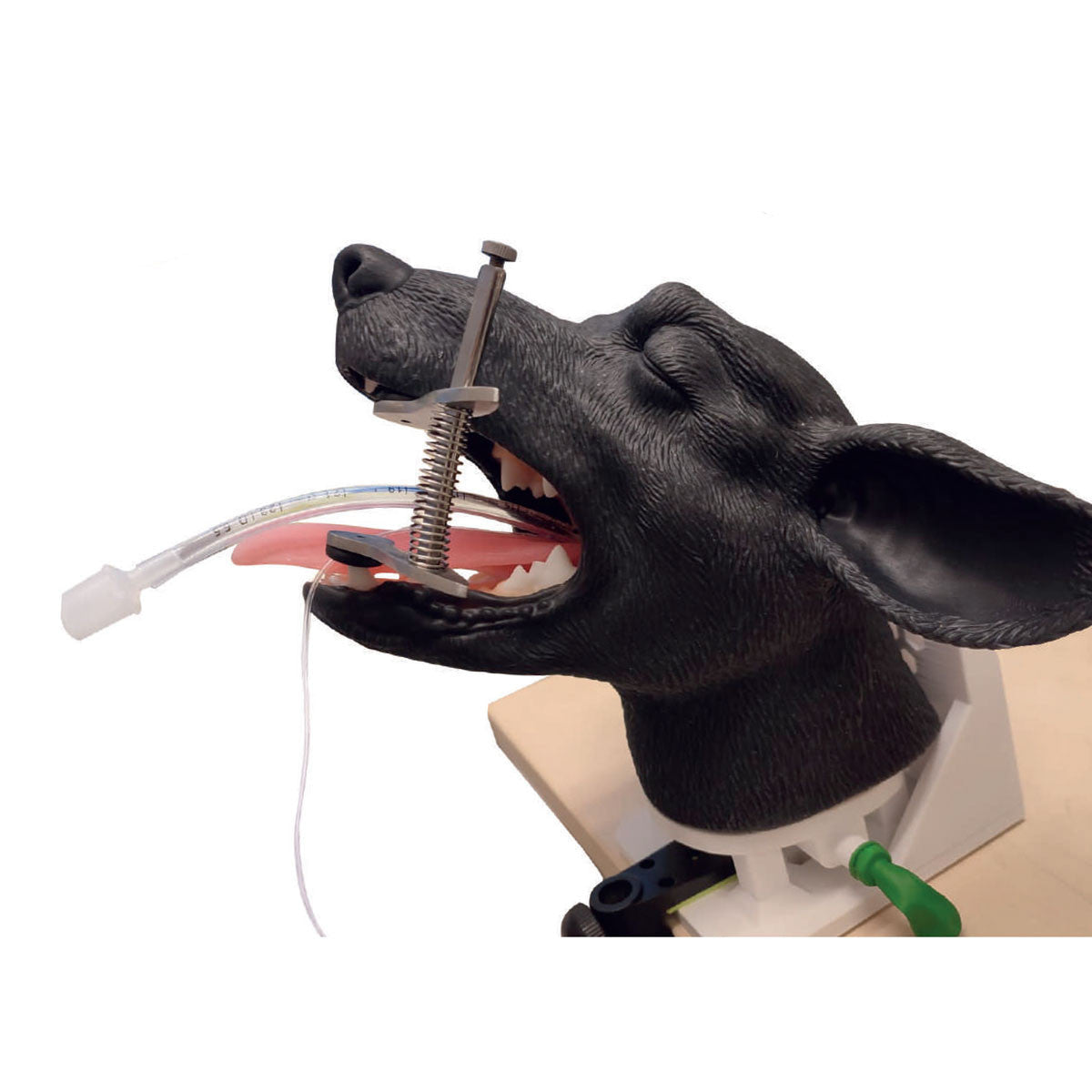 Canine Intubation  Head | VET4600 Erler Zimmer - close up