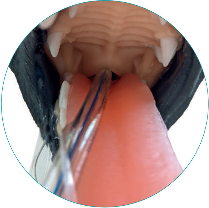 Canine Intubation  Head | VET4600 Erler Zimmer - tongue