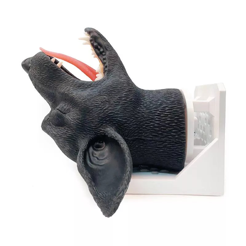 Canine Intubation  Head