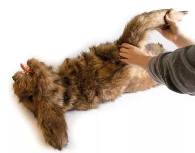 "Rocky" canine positioning manikin