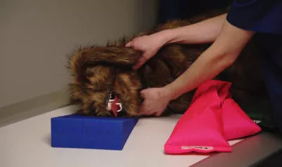"Rocky" canine positioning manikin