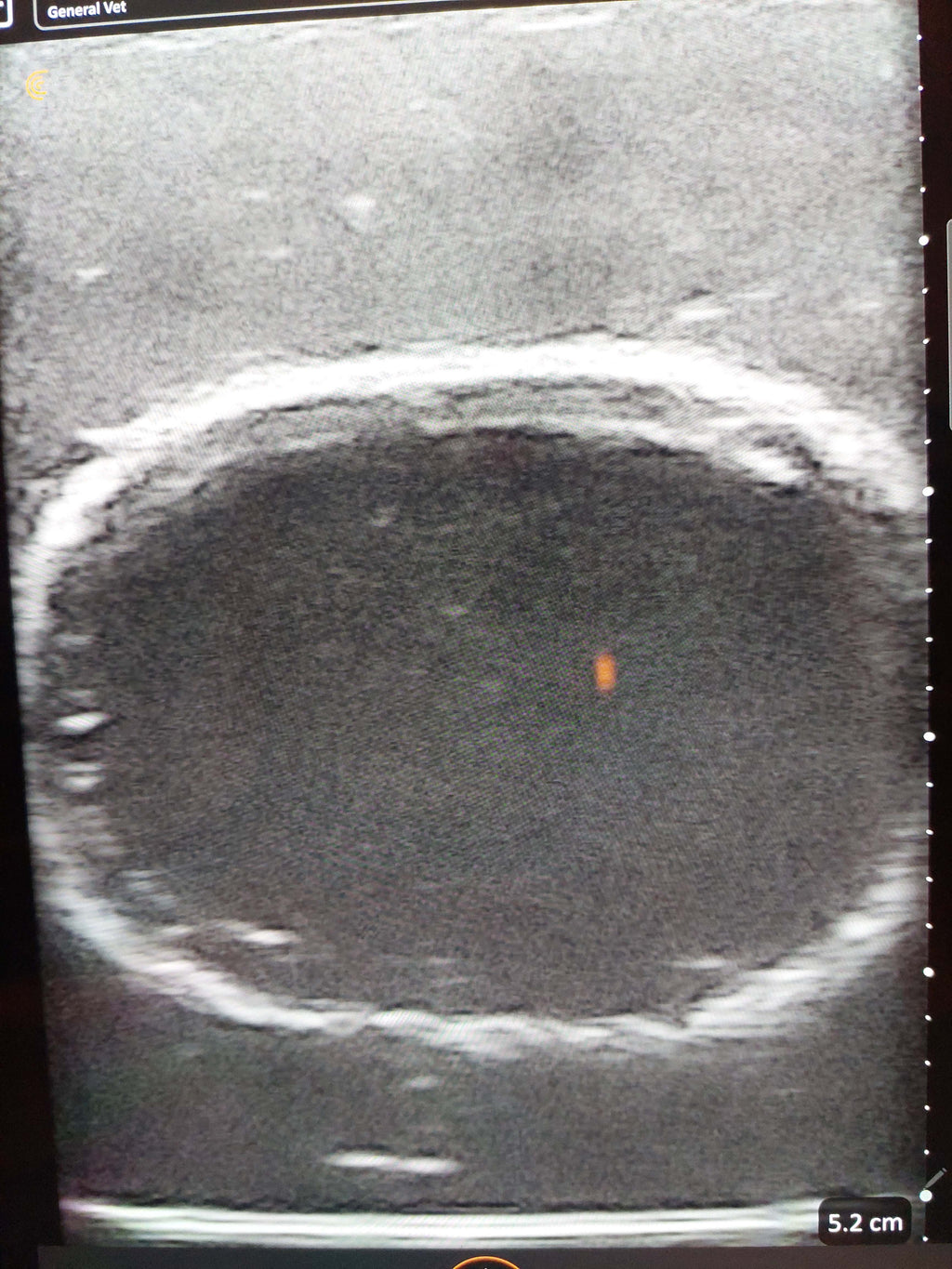 Canine Bladder Ultrasound simulator