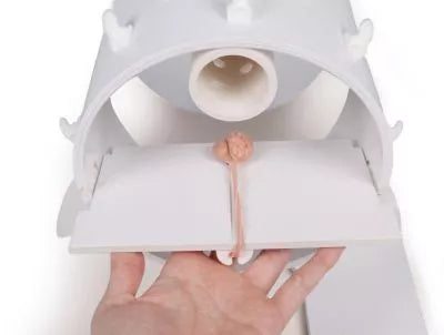 Canine Rectal Exam Task Trainer