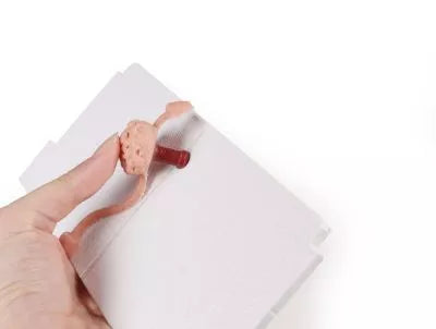 Canine Rectal Exam Task Trainer