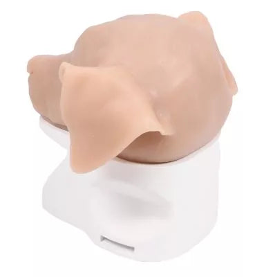 K9 Otoscopy Simulator