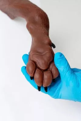 Canine claw trimming paw